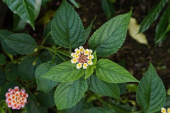 Common lantana / Wild-sage (Lantana camara)