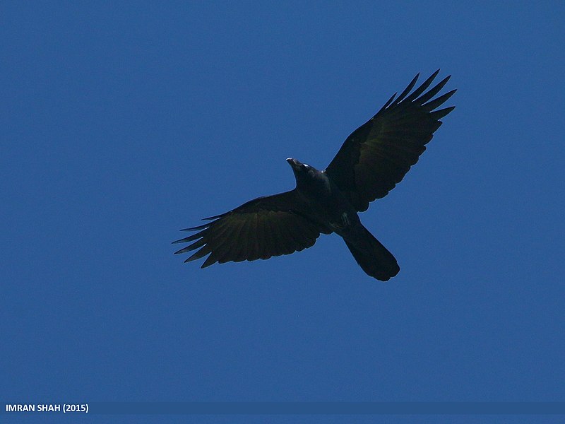 File:Large-billed Crow (Corvus macrorhynchos) (23537987640).jpg