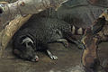 Katta dog'li Civet (Viverra megaspila) .jpg