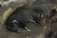 Large-spotted Civet (Viverra megaspila).jpg