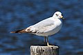* Nomination California gull, Palo Alto Duck Pond. --King of Hearts 05:09, 31 January 2019 (UTC) * Promotion Good quality. -- Johann Jaritz 05:53, 31 January 2019 (UTC)