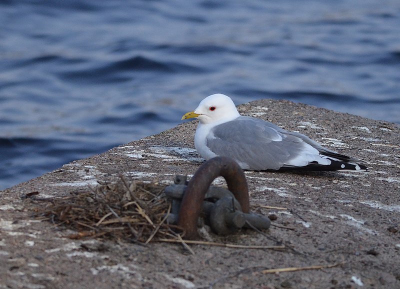 File:Larus canus (33847638238).jpg