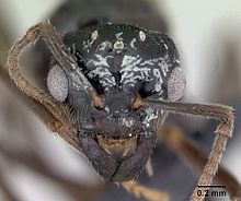 Lasius mixtus casent0172756 head 1.jpg