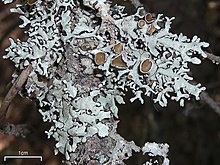 Kisi-Kisi Tabung Lichen (3823905828).jpg