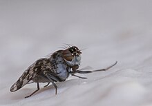 Lauxaniidae tak Dikenal Cestrotus spesies 2012 03 05 3467s.JPG