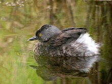 Breeding plumage Least Grebe - breeding plumage.jpg