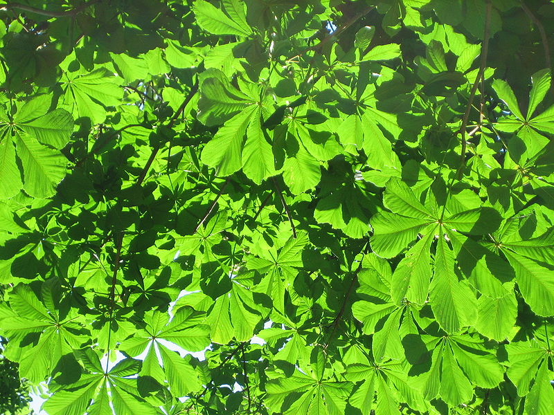 File:Leaves of Aesculus hippocastanum.JPG