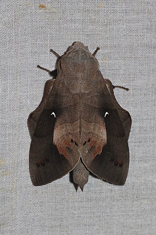<i>Lebeda</i> Genus of moths