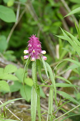 Comb quail wheat (Melampyrum cristatum)