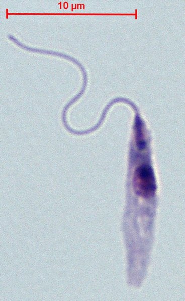 File:Leishmania spp. - promastigote.jpg