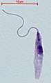 Leishmania spp. - promastigote