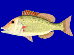 Ilgasnukis letrinas (Lethrinus miniatus)