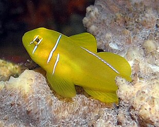 Lemon Goby.jpg