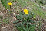 Leontodon tuberosus, Leontodon taraxacoides (Blätter und Wurzeln) (Gemüse oder Salat)