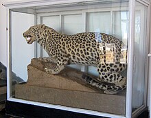 A taxidermied specimen at the Scientific Institute of Rabat, Morocco. The Barbary leopard of Northwest Africa used to be classified under Panthera pardus panthera, before being subsumed to P. p. pardus. Leopard - Institut scientifique de Rabat - Morocco.jpg