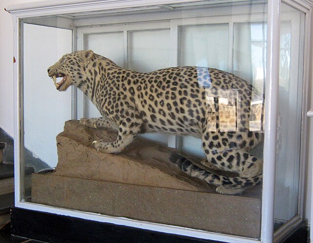 A taxidermied specimen at the Scientific Institute of Rabat, Morocco. The Barbary leopard of Northwest Africa used to be classified under Panthera par