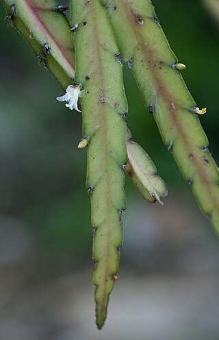 <i>Lepismium cruciforme</i> Species of cactus