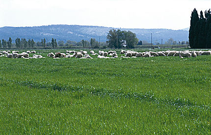 Albons (Baix Empordà), 10 de març de 2003