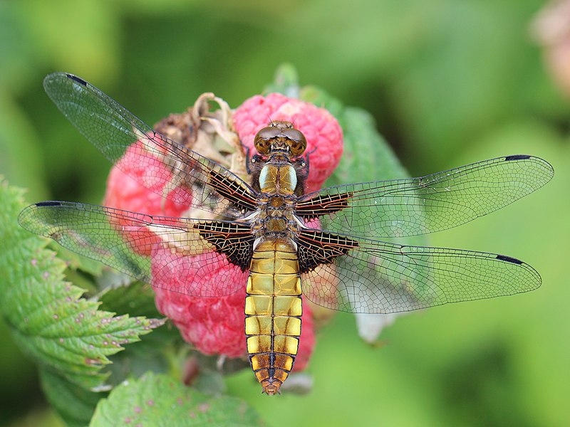 File:Libellula depressa 03.JPG