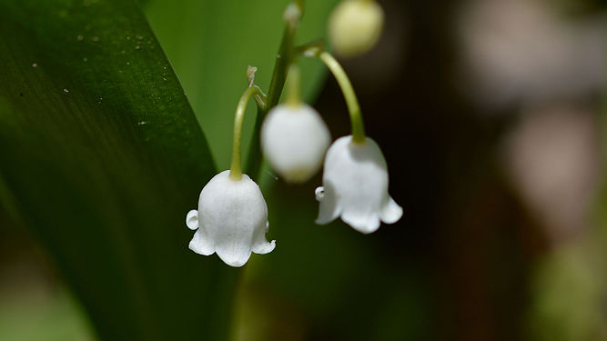 Lily of the Valley (Convallaria majalis)