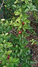 Lime Berry (Triphasia trifolia) 1.jpg