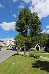 Group of linden trees in the courtyard in front of the Franciscan Church