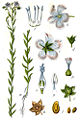 Linum sp plate 12