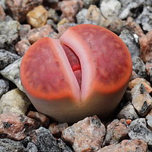 L. karasmontana var. lericheana, showing a new leaf-pair emerging to replace the old one Lithops karasmontana v. lericheana C330.JPG