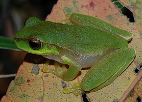 Descrizione dell'immagine Litoria pearsoniana 1.JPG.