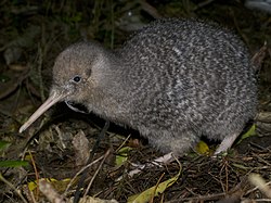 Little-spotted kiwi (Apteryx owenii) (cropped).jpg