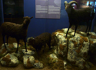 Die letzten ausgewilderten Schafe, die 1860 geschossen wurden, ausgestopft und ausgestellt im Museum von Hoyvík