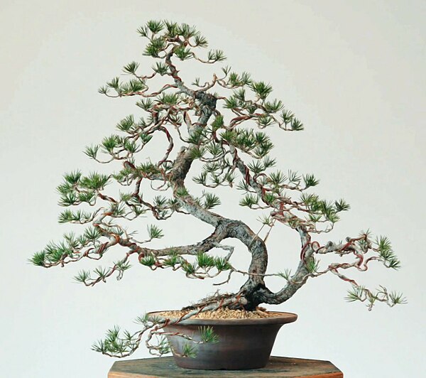 Lodgepole pine being trained as bonsai. Notice the use of wire to position the branches of the tree. This is a yamadori (wild collected specimen) and 