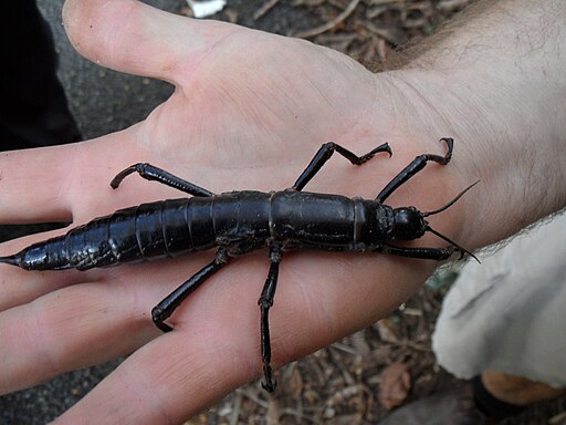 Lord Howe Island stick insect Dryococelus australis 10June2011 PalmNursery