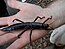 Lord Howe Island stick insect Dryococelus australis 10June2011 PalmNursery.jpg