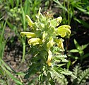 Pedicularis canadensis flower close up