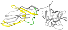 Lysenin water-soluble monomeric X-ray structure (PDB: 3ZXD ). Receptor binding domain on right in grey. Pore Forming Module (PFM) on left with region previously thought to be responsible for b-barrel formation in green. Additional region now known to be important in b-barrel formation in yellow (from X-ray data), Lysenin monomer.tif