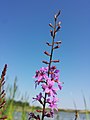 Inflorescence