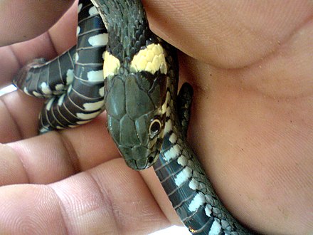 A specimen showing the distinctive yellow collar