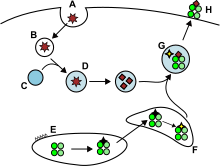 MHC II antigen processing pathway A Foreign protein; B Endosome; C Lysosome; D Late endosome/Endolysosome; E ER; F Golgi apparatus; G CLIP for antigen exchange; H Antigen presentation at plasma membrane MHC2.svg