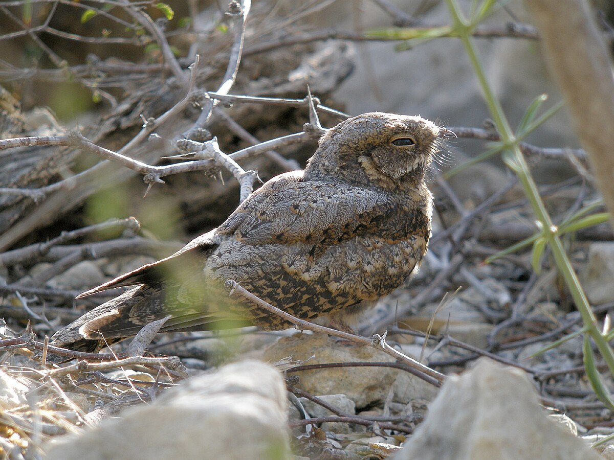 Мадагаскарский яйценосный дрозд лат madagascar ovum turdi. Козодой ноги. Caprimulgus fossii. Nightjar. Caprimulgiformes.