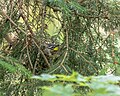 Thumbnail for File:Magnolia Warbler 2023 06 03.jpg