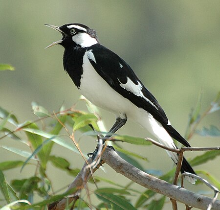 Magpie-Lark male kobble aug06.jpg