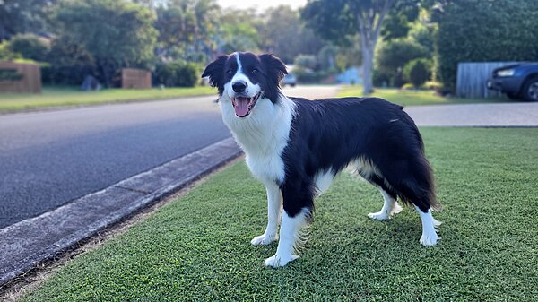 Border Collie