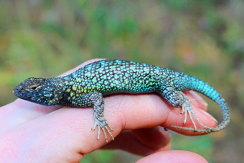 File:Male Sceloporus occidentalis occidentalis.jpg