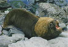 Maschio adulto di leone marino sudamericano sulle isole Falkland.