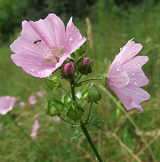 <i>Malva moschata</i> species of plant