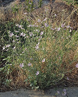 <i>Malva tournefortiana</i> Species of plant in the genus Malva