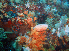 Manado Coral Garden, divings in Bangka Island, North Sulawesi Manado Coral Garden.png