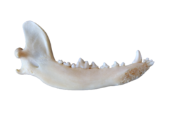 Mandibule de chien