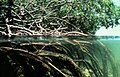 Mangrove swamp, partly underwater image showing the root system